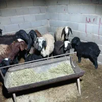 میش بره دار|حیوانات مزرعه|جوادآباد, |دیوار