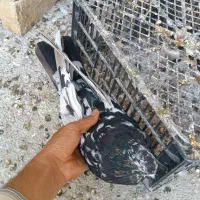 سرور نر درشت کشیده|پرنده|ساوه, |دیوار