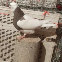 دو جفت جوجه طوق پاییزی|پرنده|ایلام, |دیوار