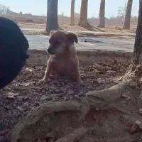 پاپی نژاد دار