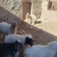 یه بره ماده ودو بره نر فروشی|حیوانات مزرعه|بیرجند, |دیوار