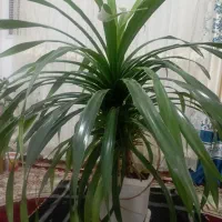 گل سرحال و شاداب