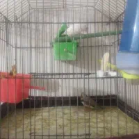 فروش دو جفت مرغ عشق و یک جفت فنچ|پرنده|شاهین دژ, |دیوار