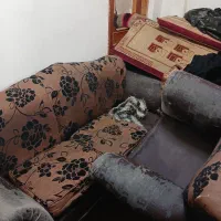 مبل|مبلمان خانگی و میز عسلی|اردبیل, |دیوار