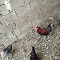 مرغ بومی تخمگذار.|حیوانات مزرعه|خمینی‌شهر, |دیوار