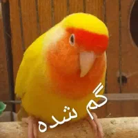 گمشده در محدوده سپاهان شهر