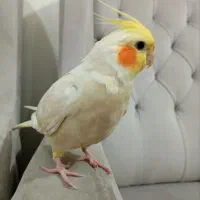 عروس هلندی