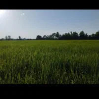 مشاوره همفکری