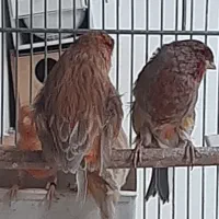 قناری فنج سهره کبوتر مرغ عشق