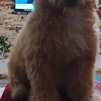 توله سگ پودل اشپیتز