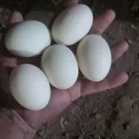 تخم اردک خانگی