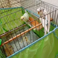 مرق عشق مرغ عشق|پرنده|تهران, حصارک|دیوار