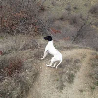 واگذارتوله شکاری