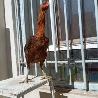 تخم مرغ لاری|حیوانات مزرعه|زاهدان, |دیوار