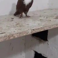 کربلای سرخ نر مست