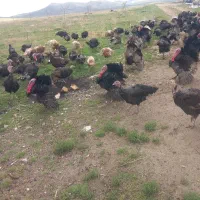 فروش‌ بوقلمون محلی گوشتی ارگانیک