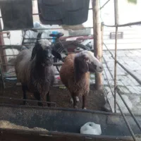 س بره دار بره نر او ماده  سه روزه از هر لخاظ سالم|حیوانات مزرعه|گنبد کاووس, |دیوار