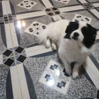 واگذار سگ اشپیتز نر|سگ|بندر انزلی, سید آسیه|دیوار