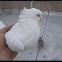 سفید کلاهی ماده چشم وچنگ سفید