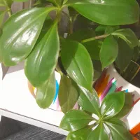 انواع بذر گندم و بذر یونجه رنجر آمریکایی به شرط