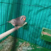 فنج انگلیسی ماده|پرنده|بندرعباس, |دیوار