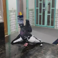 سینه سیاه