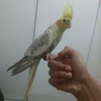 عروس هلندی|پرنده|اندیشه, اندیشه فاز ۵|دیوار