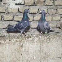 جوجه مصافتی|پرنده|فاضل آباد, |دیوار