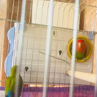 عروس هلندی طوطی بریزیلی|پرنده|هشتگرد, فاز ۳ مهستان|دیوار