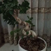 بنسای