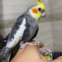 عروس هلندی|پرنده|رشت, حمیدیان|دیوار