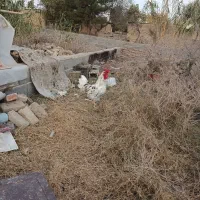 تخم مرغ دو رگ گلین|حیوانات مزرعه|تاتار علیا, |دیوار