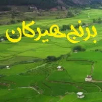 برنج استان گلستان