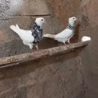 طوقی الماسی