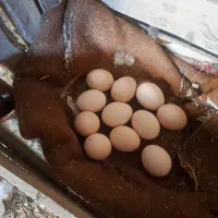 مرغ محلی|حیوانات مزرعه|کلیائی, |دیوار