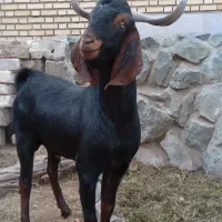 نر بز بزغاله نر