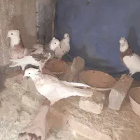 چت درخدمتم