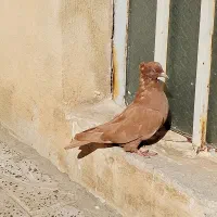 دوتا کبوتر جونه زرد درجه یک