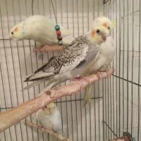 جوجه تازه دون خور دستی