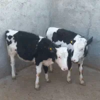 گوساله سیمینتال ماده