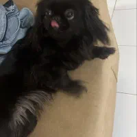 فروش سگ|سگ|قائم‌شهر, |دیوار