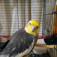 عروس هلندی بالغ