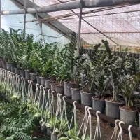 فروش گلهای فضای باز وآپارتمانی زیر قیمت بازار|گل و گیاه طبیعی|عباس‌آباد, |دیوار