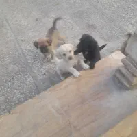 چند عدد اشپیز پا کوتا مو کوتا ۲ مایه