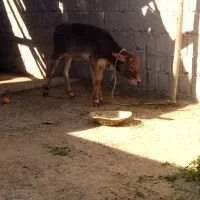 گاو وگوساله