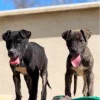 توله سگ پیتبول امریکایی فوری از الان نگهبان