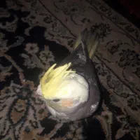 فروش تعدای جوجه عروس هلندی|پرنده|اسلام‌شهر, شهرک مفیدی|دیوار