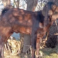 بز نری چپشت نژاد دار ابستن|حیوانات مزرعه|جیرفت, |دیوار