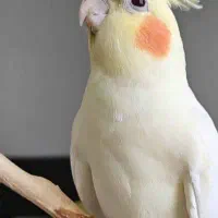 گم‌شدن عروس هلندی در محدوده پزشکان