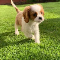 توله ۱۵۰۰|سگ|اصفهان, پزوه|دیوار